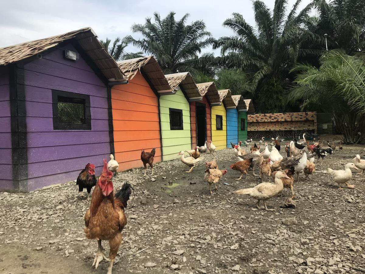 Sinar Eco Resort Kampong Bukit Panjang Dış mekan fotoğraf